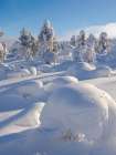 Snow covered mountain forest near Luosto. Pyha-Luosto National Park, winter in Lapland, Finland. Art Print